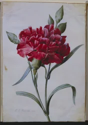 Œillet rouge foncé, 1822