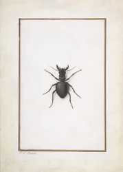 Un cerf-volant