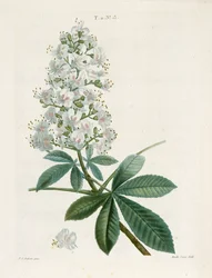 Aesculus Hippocastorum, Marronnier, vers 1800-1830