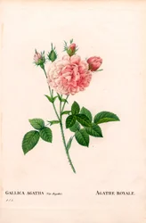 Rose Agathe Royale, Rosa gallica variété. Gravure au pointillé colorée à la main de Pierre Joseph Redouté « Les Roses », Paris