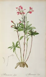 Alstraemeria Ligtu, de 