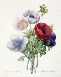 Anémone simple, de "Choix des Plus Belles Fleurs et des Plus Beaux Fruits" par Pierre Joseph Redouté, 1829