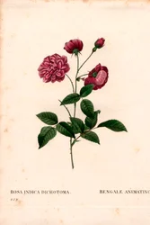 Rose de Chine animée, Rosa chinensis hybride, La Bengale animée. Gravure en taille-douce en couleur de Pierre Joseph Redouté, « Les Roses », Paris