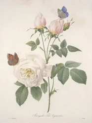 Bengale Thé hyménée, du Choix Des Plus Belles Fleurs et des Plus Beaux Fruits, 1827