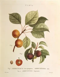 Abricot noir et variétés d