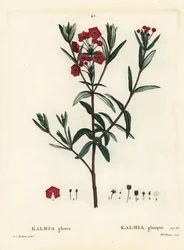 Laurier des marais, Kalmia polifolia. Gravure en manière de crayon coloriée à la main par Miss Brenet d
