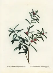 Andromède à feuilles de polium. Gravure en manière de crayon coloriée à la main d