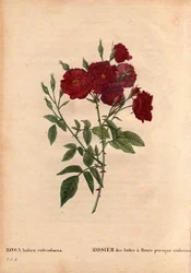 Planche botanique, Fleur, Rose Variété : Rose d