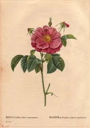 Planche botanique, fleur, variété de rose : Rose de Provin aux fleurs marbrées (Rosa gallica flore marmoreo). Origine inconnue. Dans « Les Roses », Volume 2 par Pierre Joseph Redouté