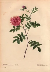 Planche botanique, Fleur, Rose Variété : Rose de Mai. (Rosa cinnamomea maialis). Fleur sauvage poussant dans toute l