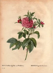 Planche botanique, Fleur, Rose Variété : Rose Agathe Prolifère (Rosa Gallica Agatha Prolifera). Dans « Les Roses », Volume 2 par Pierre Joseph Redouté (1759-1840)