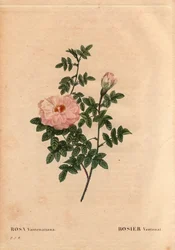 Planche botanique, Fleur, Rose Variété : Rose Ventenat. (Rosa ventenatiana), origine inconnue. Dans « Les Roses », Volume 2 par Pierre Joseph Redouté (1759-1840)