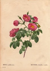Planche botanique, fleur, rose variété : Rose à feuilles molles (Rosa mollissima flora submultiplici). Variété de rose mollis, avant 1821. Dans « Les Roses », Volume 2 par Pierre Joseph Redouté (1759-1840)