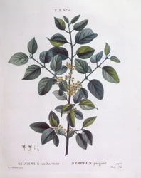 Nerprun (Rhamnus catharticus), Henry Louis Duhamel du Monceau, planche botanique par Pierre Joseph Redouté