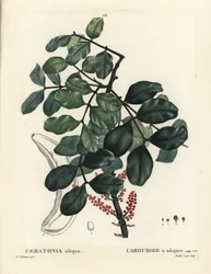 Caroubier, Ceratonia siliqua. Gravure en stipple colorée à la main par Mixelle l
