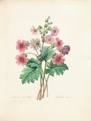 Primevère chinoise, gravée par Bessin, tirée de « Choix des Plus Belles Fleurs et des Plus Beaux Fruits », vol. II, 1827-33