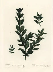 Buis commun, Buxus sempervirens. Gravure en manière de crayon coloriée à la main d