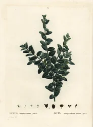 Buis commun, Buxus sempervirens fruticosa. Gravure en stipple colorée à la main d