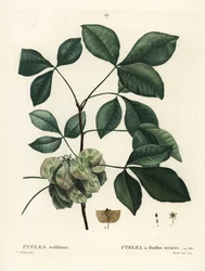 Ptéla trifolié, Ptelea trifoliata. Gravure en stipple colorée à la main par Mixelle l