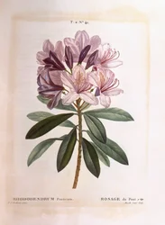 Rhododendron commun, Henry Louis Duhamel du Monceau, planche botanique par Pierre Joseph Redouté