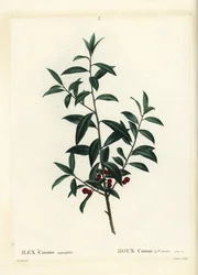 Houx dahoon. Gravure en couleur par Coqueret d