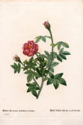 De la Flèche rose, Rosa centifolia var. muscosa, La Mousseuse de la Flèche. Gravure au pointillé en couleur de Pierre Joseph Redouté « Les Roses », Paris