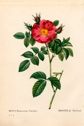 Rose Duchesse de Portland, Rosa portlandica, Rose de Portland. Gravure au pointillé colorée à la main de Pierre Joseph Redouté « Les Roses », Paris