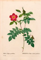 Rose alpine fruitée, Rosa pendulina. Gravure au pointillé en couleur de Pierre Joseph Redouté « Les Roses », Paris