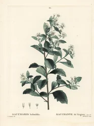 Baccharis à feuilles d