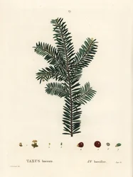 If commun. Gravure en couleur par Tassaert d