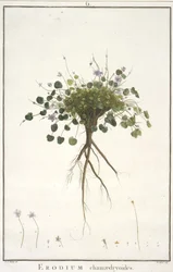 Erodium chamaedryoides, du Geraniologia, seu Erodii, Pelargonii, Monsoniae et Grieli historia iconibus illustrata, 1787-88