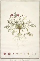 Erodium supracanum, du Geraniologia, seu Erodii, Pelargonii, Monsoniae et Grieli historia iconibus illustrata, 1787-88