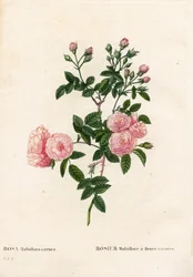 Rose multiflore rose chair, Rosa multiflora var. carnea, Rosier Multiflora à fleurs carnea. Gravure au pointillé colorée à la main de Pierre Joseph Redouté « Les Roses », Paris