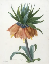 Fritillaire impériale, extrait de Choix des plus belles fleurs et des plus beaux fruits, 1827