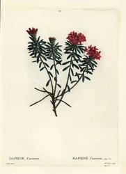 Garlande de fleurs rose or daphné, Daphne cneorum. Gravure en stipple colorée à la main par Miss Rolet d