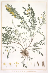 Genista pedunculata, du Stripes Novae aut Minus Cognitae, 1784