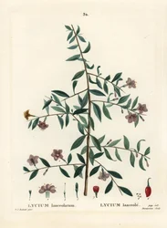 Baie de goji ou lyciet de Barbarie, Lycium barbarum. Gravure en manière de crayon par Du Ruisseau d