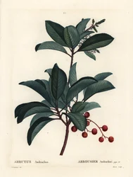 Arbousier grec, Arbutus andrachne. Gravure en couleur par Moret d