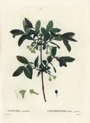 Camerisier bleu (Lonicera caerulea)