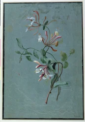 Chèvrefeuille