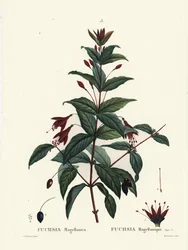 Fuchsia colibri, Fuchsia magellanica. Gravure en manière de crayon par Du Ruisseau d