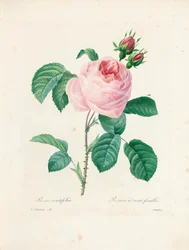 Rose Cent-Feuilles, gravée par Langlois, de 