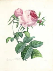 Rose à cent feuilles, gravée par Langlois, de 