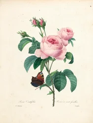 Rose à cent feuilles, gravée par Langlois, du Choix des Plus Belles Fleurs et des Plus Beaux Fruits, Vol. I