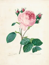 Rose à cent feuilles, de 