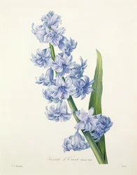 Hyacinthus orientalis (jacinthe commune), gravé par Victor, extrait de «Choix des Plus Belles Fleurs», 1827