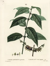 Chimonanthe précoce, Chimonanthus praecox. Gravure en manière de crayon par Moret d