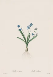 Les Liliacées: Scilla amaena