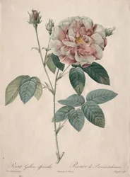 Les Roses: Rosa gallica