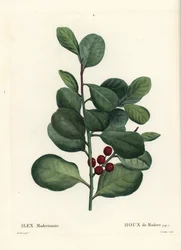 Houx de Madère, Ilex perado. Gravure en manière noire colorée à la main par Casenave d